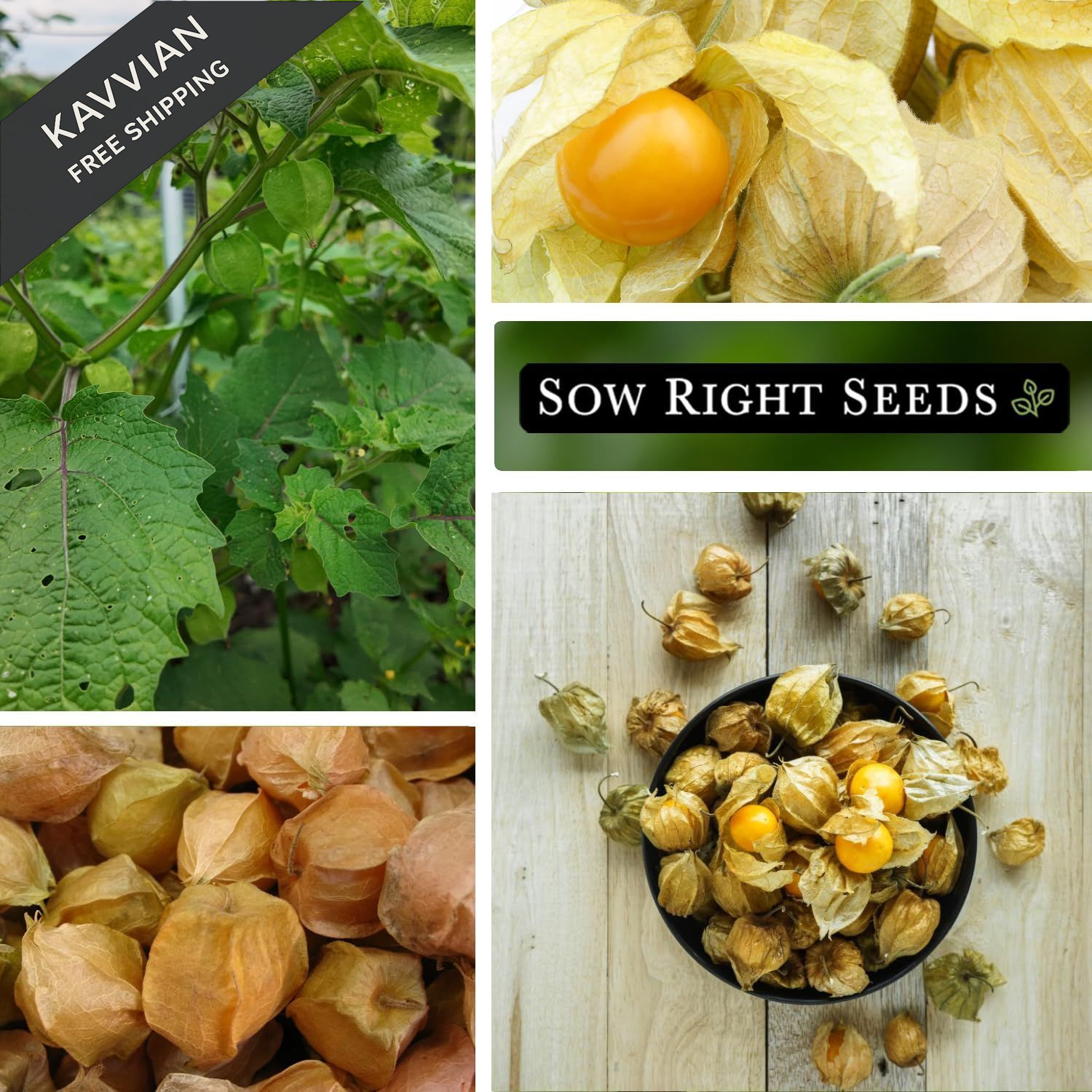 Sow Right Seeds – Ground Cherries for Planting – Non-GMO 1, Orange
