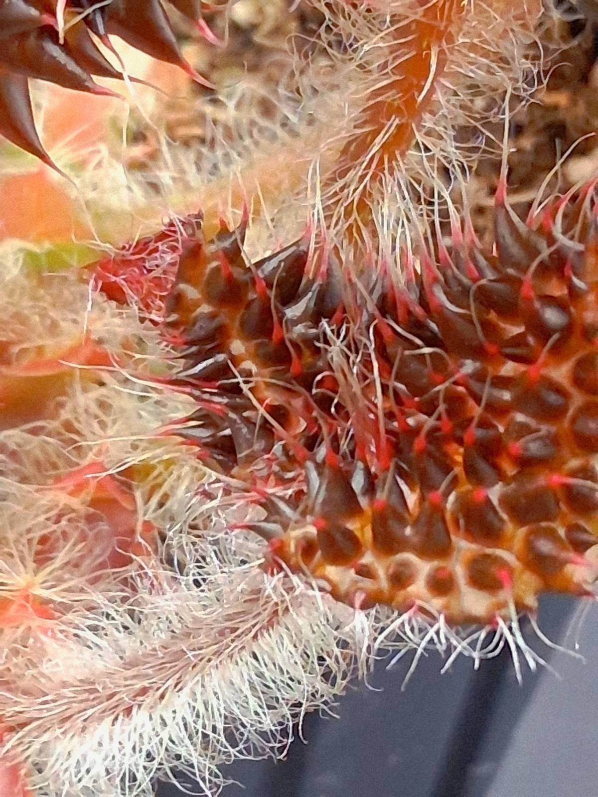 Begonia Melanobullata, Exact Plant!!!!