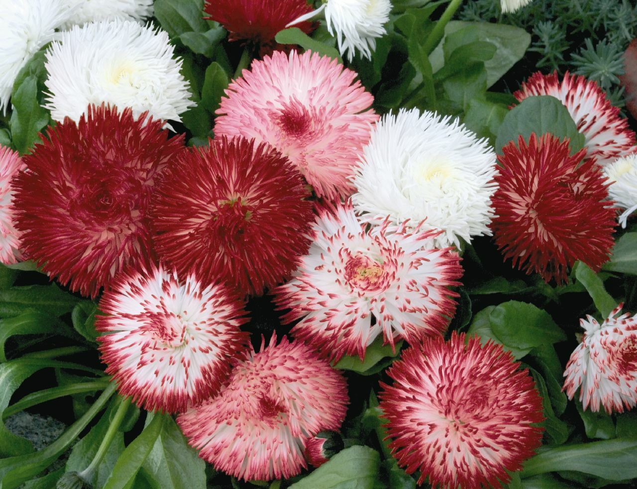 Habanera Mix Bellis Daisy – 20 Seeds