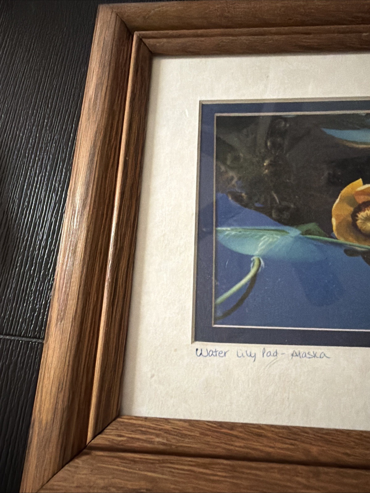 Yellow Water Lily Pad – Alaska GP 94