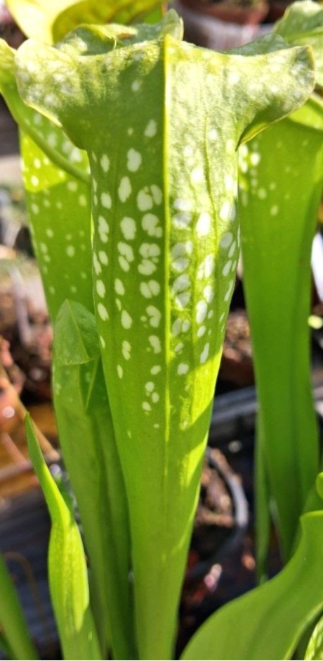 Live Carnivorous Plants – Sarracenia Green Monster (small size)