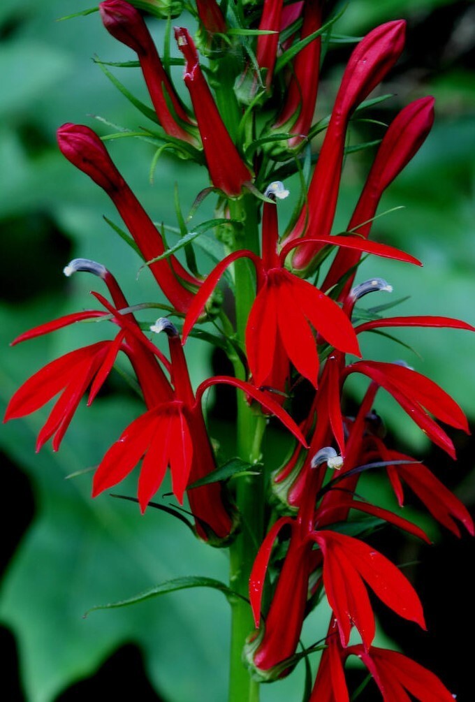 Cardinal Flower Bare-Root – Lobelia Cardinalis Perennial Live Plant