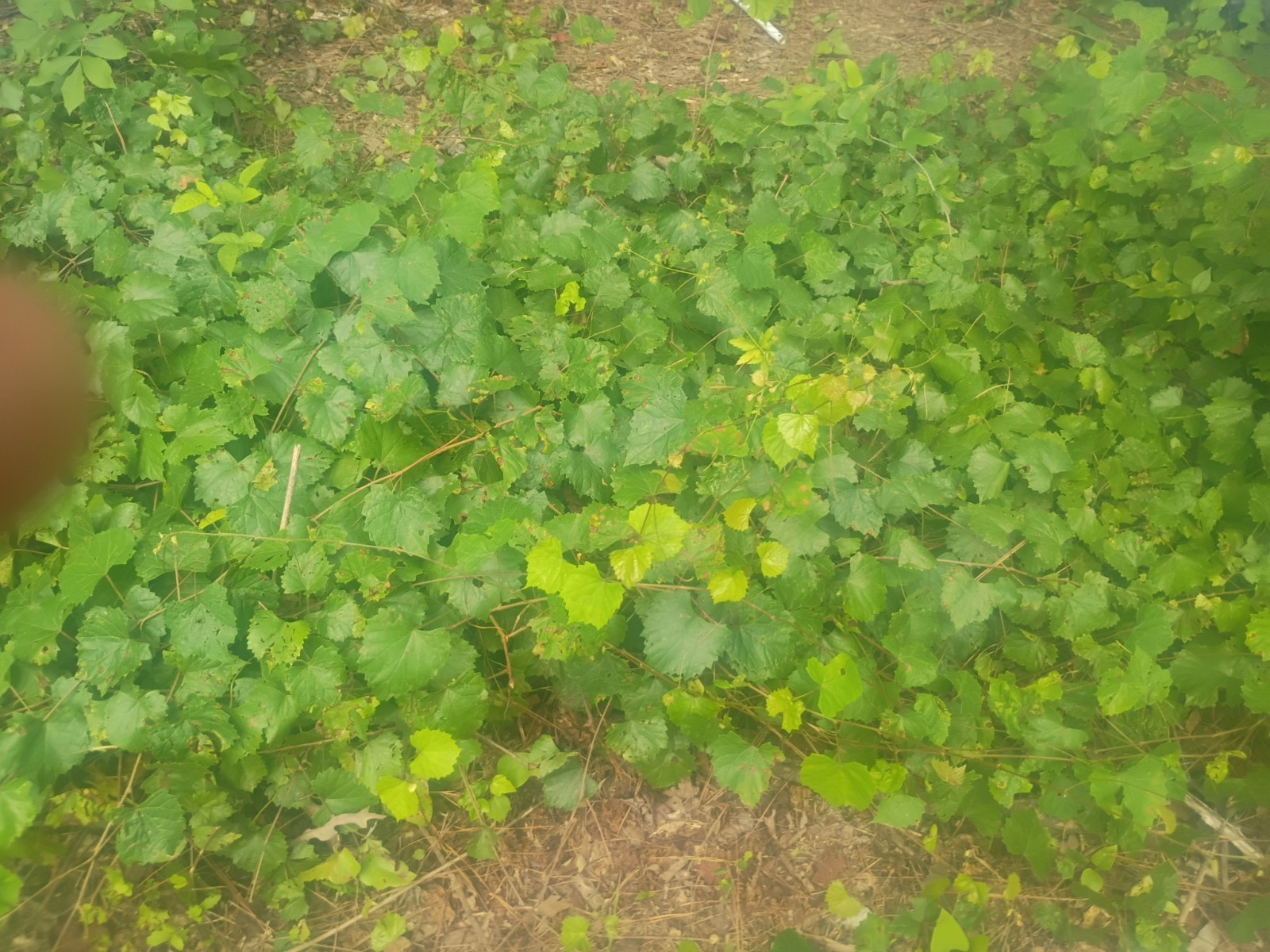 10 Pounds of Muscadine Vines Live Plants Grape Fruit Trellis Wine Garden Home