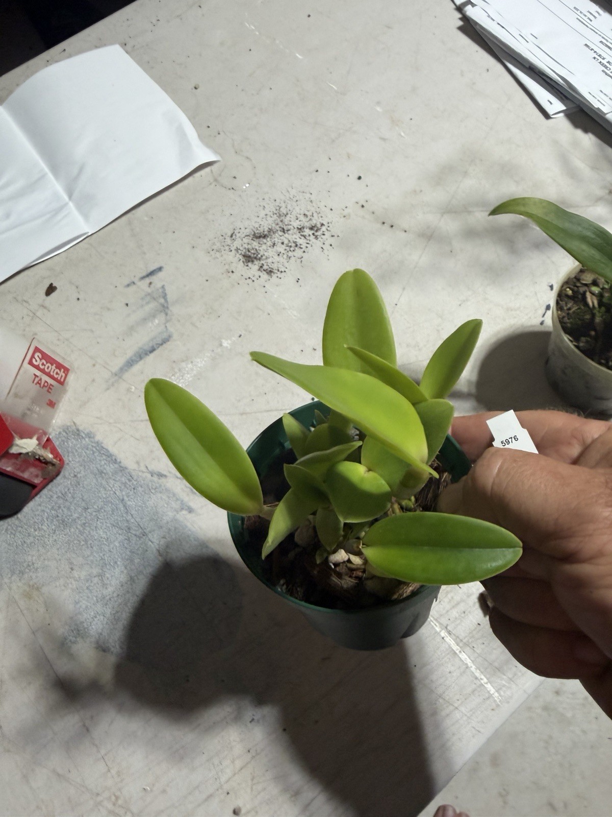 Cattleya intermedia ‘Mem. Pete Otway’ FCC/AOS Orchid Plant Species BS 0625