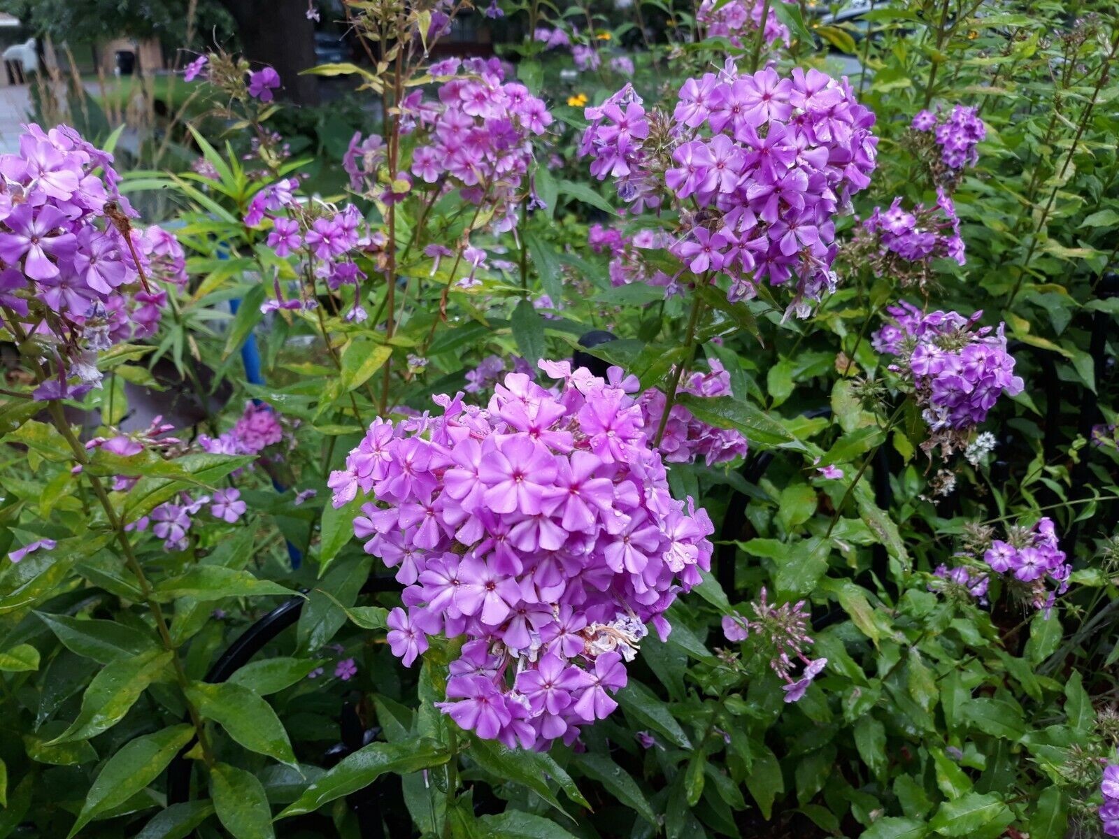 Tall phlox paniculata mix seeds