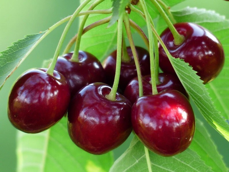 50+ BLACK CHERRY SEEDS | SWEET EDIBLE FRUIT | USA Native Tree #21