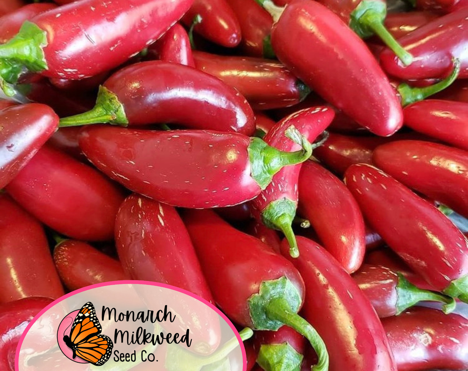 250+ Hot Jalapeno Pepper Seeds | Heirloom, Non-GMO, Vegetable Garden Seed Pack
