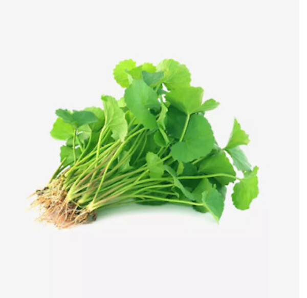 20 Pennywort Edible Rau Ma, Gotu Kola Centella Asiatica live plants