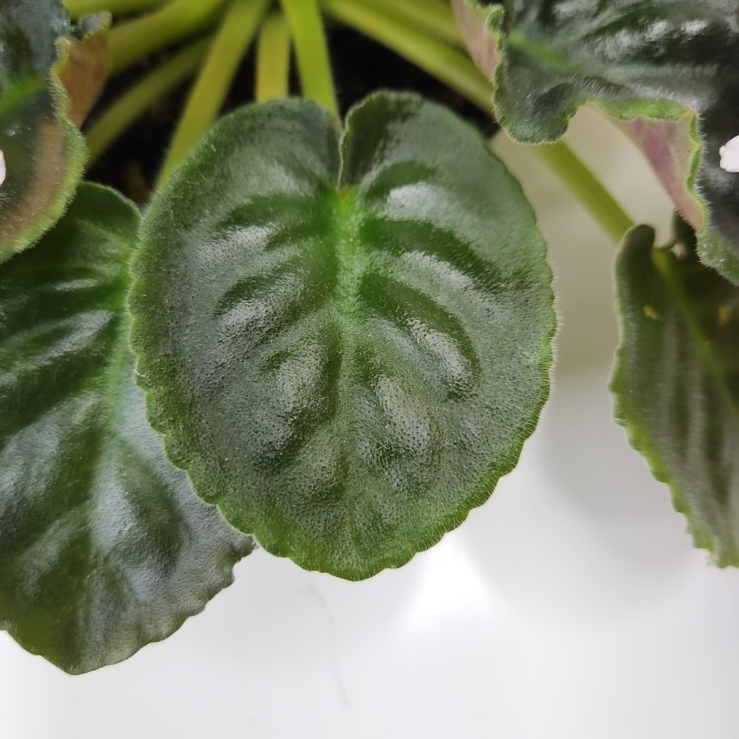 WHITE SAIL Standard Named African Violet Mature Size Blueish And White Flowers