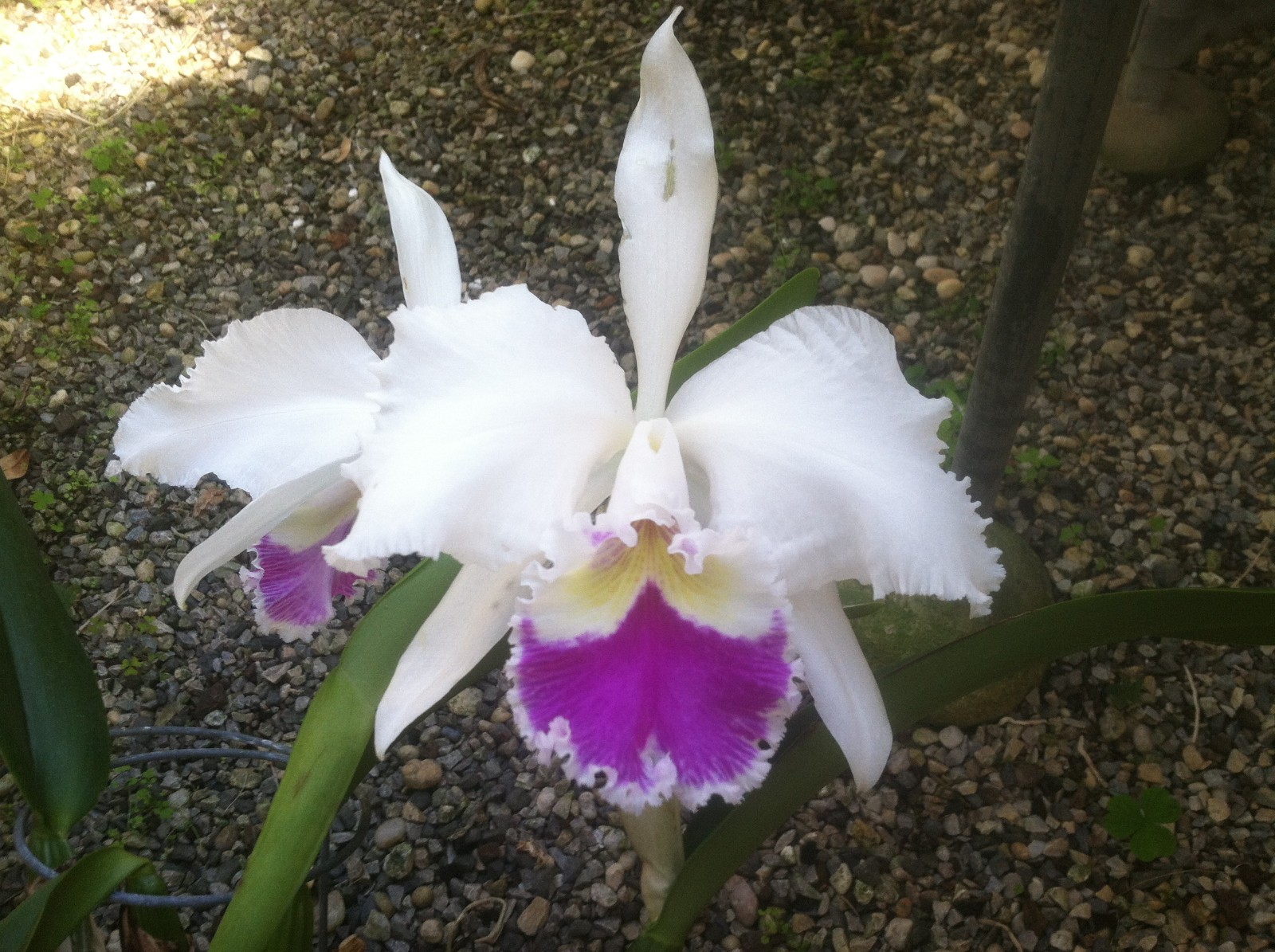 Cattleya 5 Pack Hybrid Cattleya Orchid Plants
