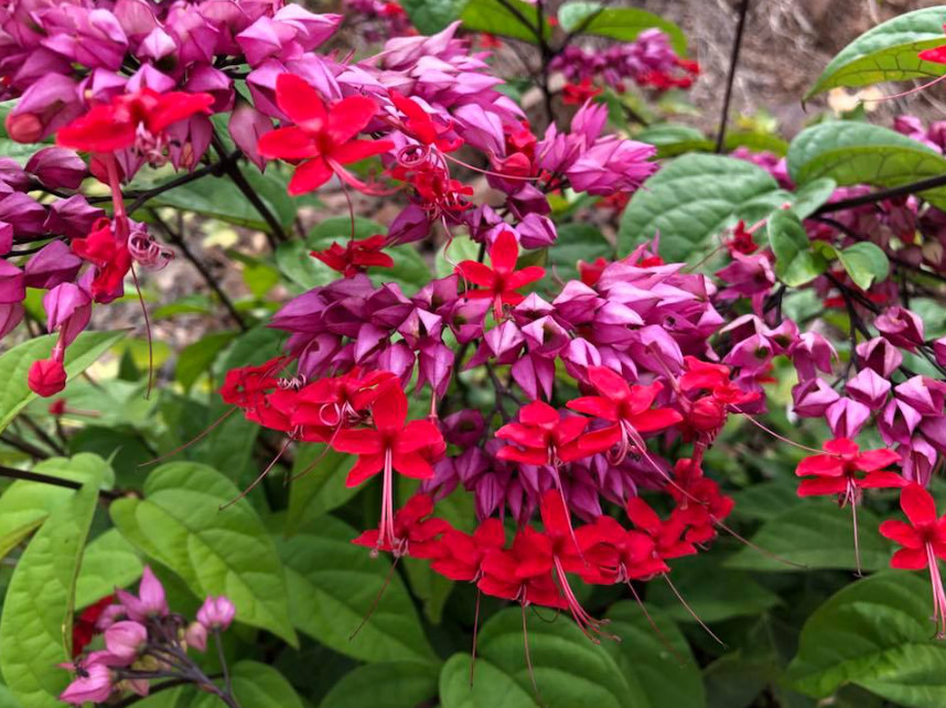 Set 2 Red Bleeding Heart Vine Plant – 4-6″ Tall – Tropical Climbing Flower Vine