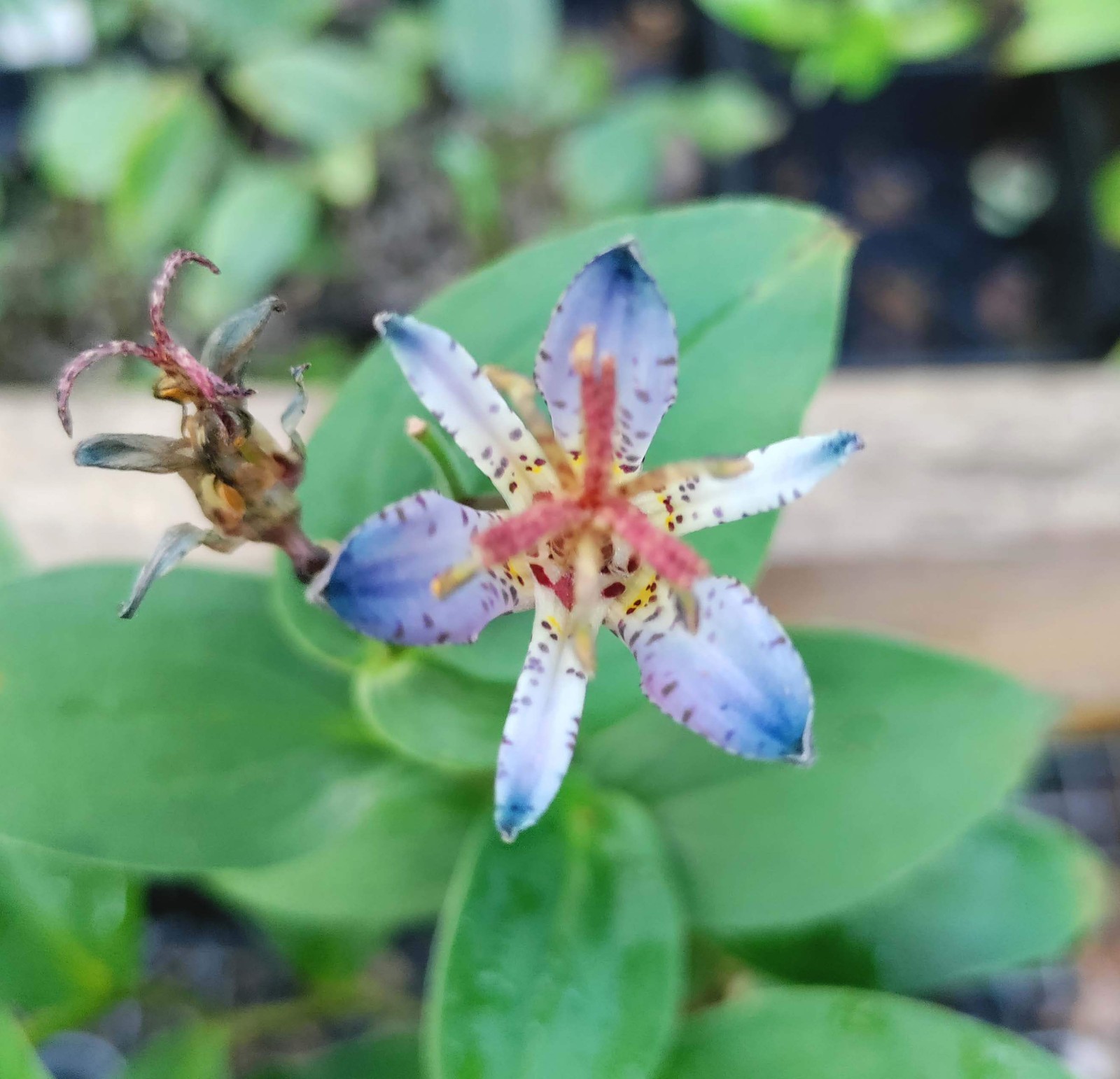 Toad Lily ‘Seiryu’ plant 3.25″ pot – Tricyrtis