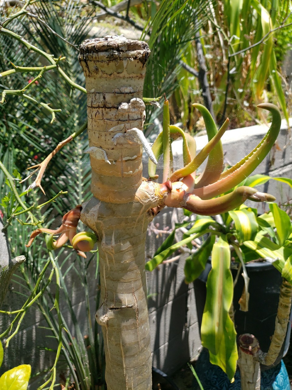 Quiver Tree Aloe tall base New Growth coming in 36″
