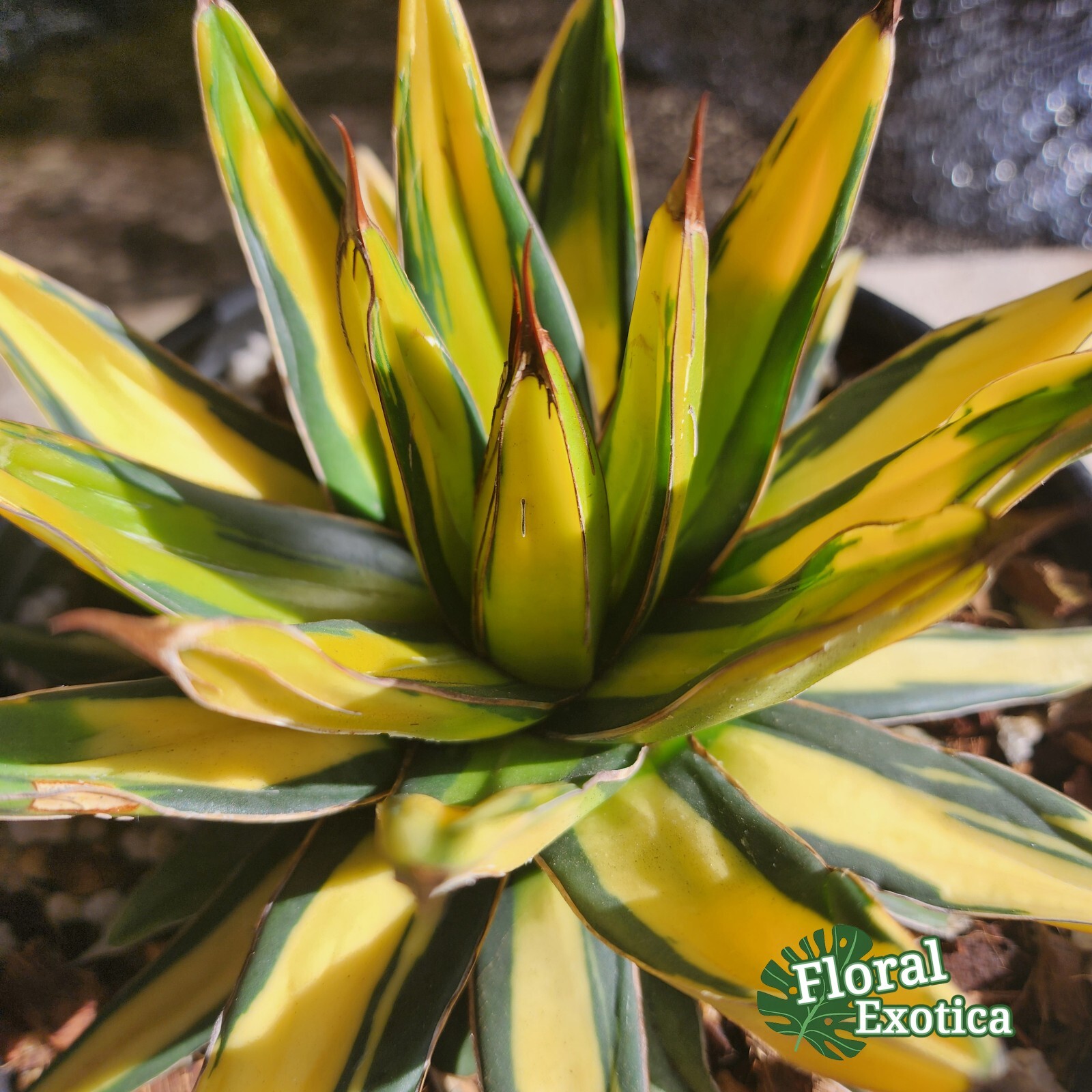 Agave Sun King 香蕉笹の雪/太陽神 – Exact Specimen – US Stock