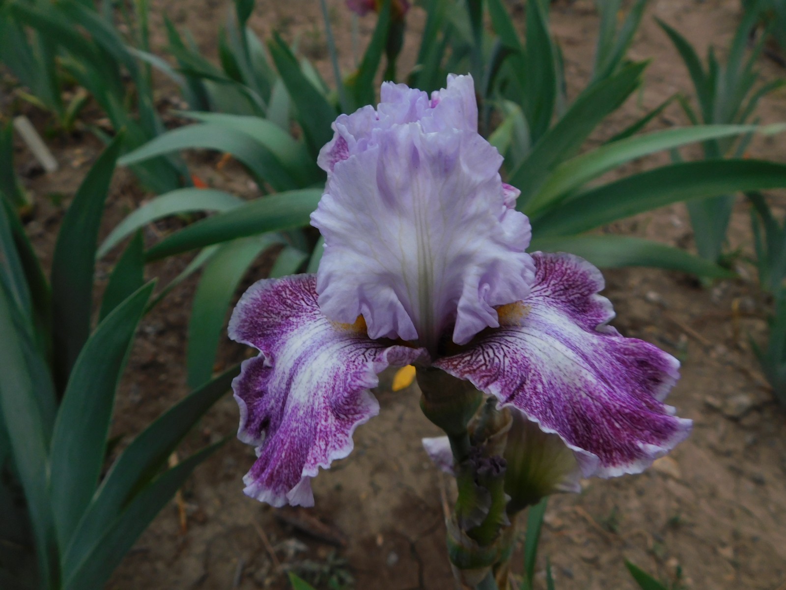 Tall Bearded Iris HI THERE GORGEOUS LOT B Freshly Dug