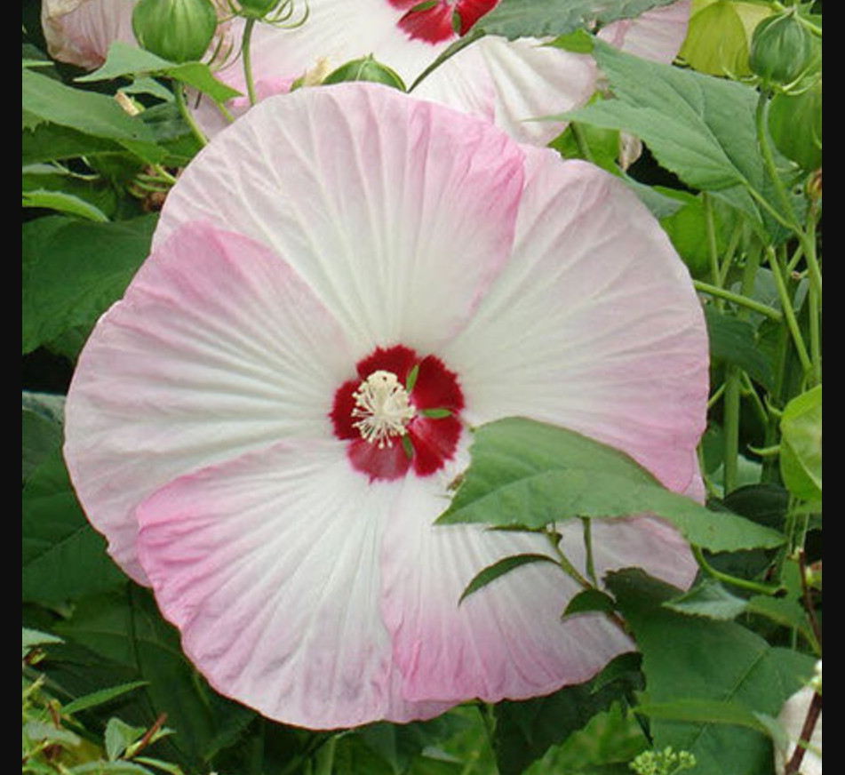 30 seeds| Hibiscus Seeds, Rose Mallow Flower seeds#6003
