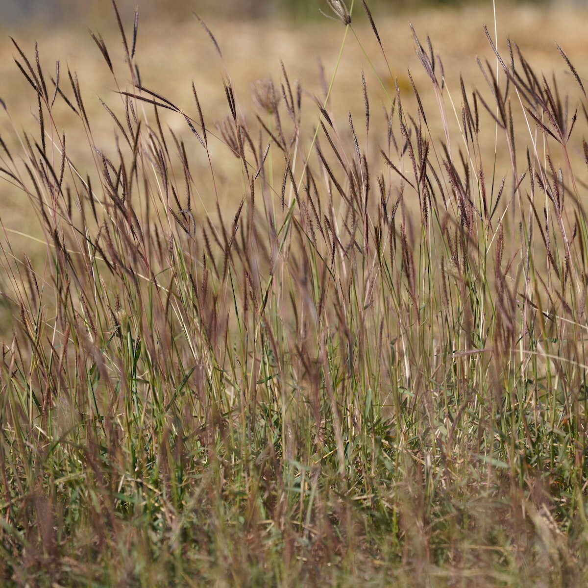 1 Lb Big Bluestem Native Grass Seeds – Everwilde Farms Mylar Seed Packet