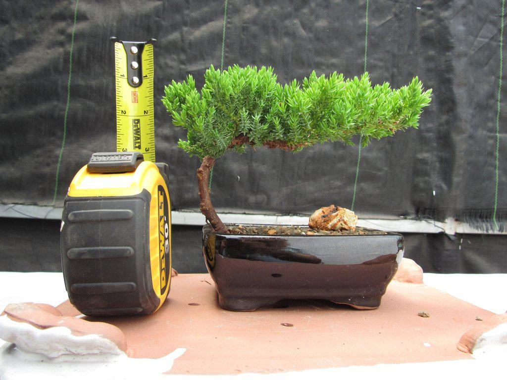 Juniper Bonsai Tree – Small