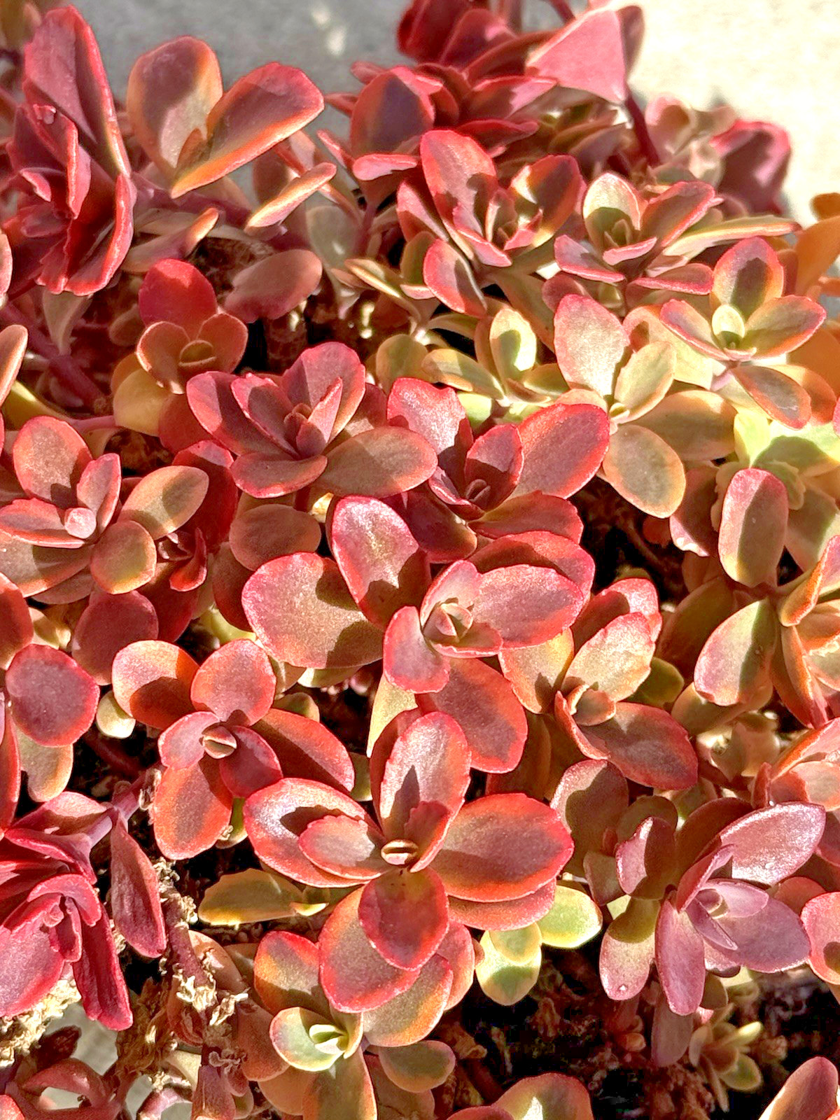 Gorgeous, Colorful & Healthy Sedum Sunsparkler Wild Fire 4 in plant.
