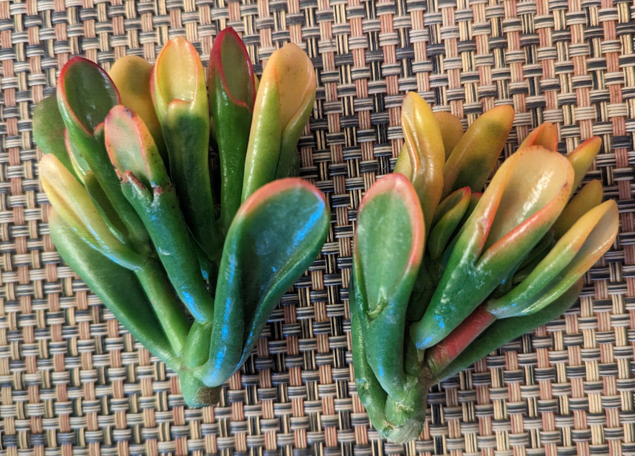 RARE VARIEGATED CRASSULA OVATA ‘GOLLUM’ – ‘GOLLUM” JADE – 2″ CUTTING