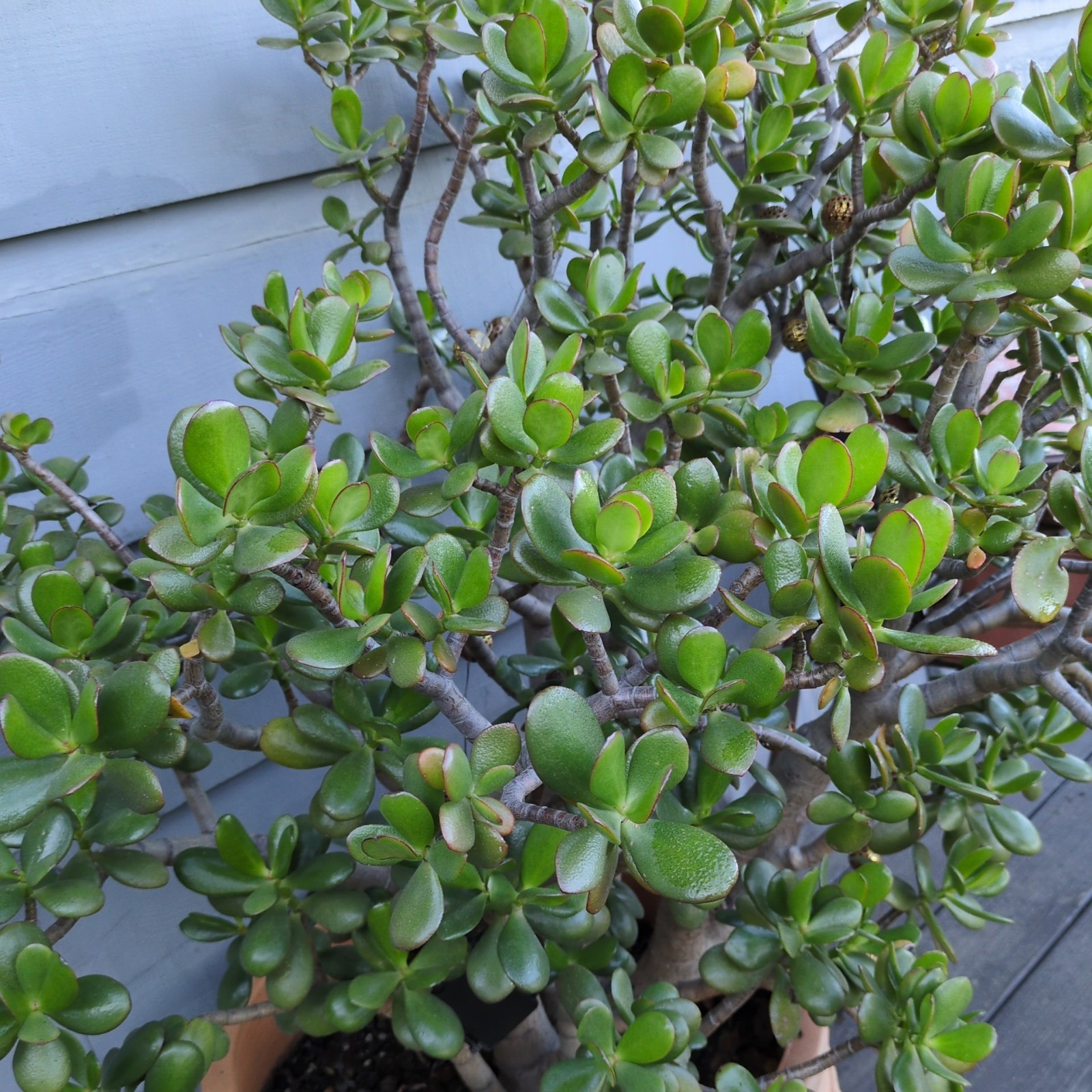 Jade Plant Cutting (4-6 Inches)