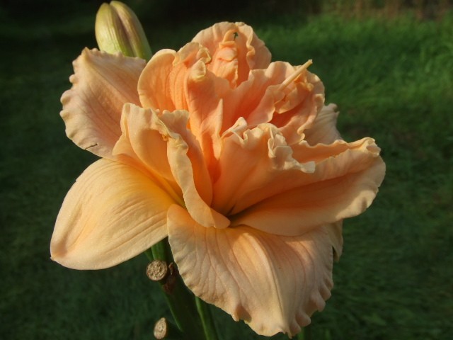 DOUBLE BOOKED DAYLILY, Double Blossom, Double Fan