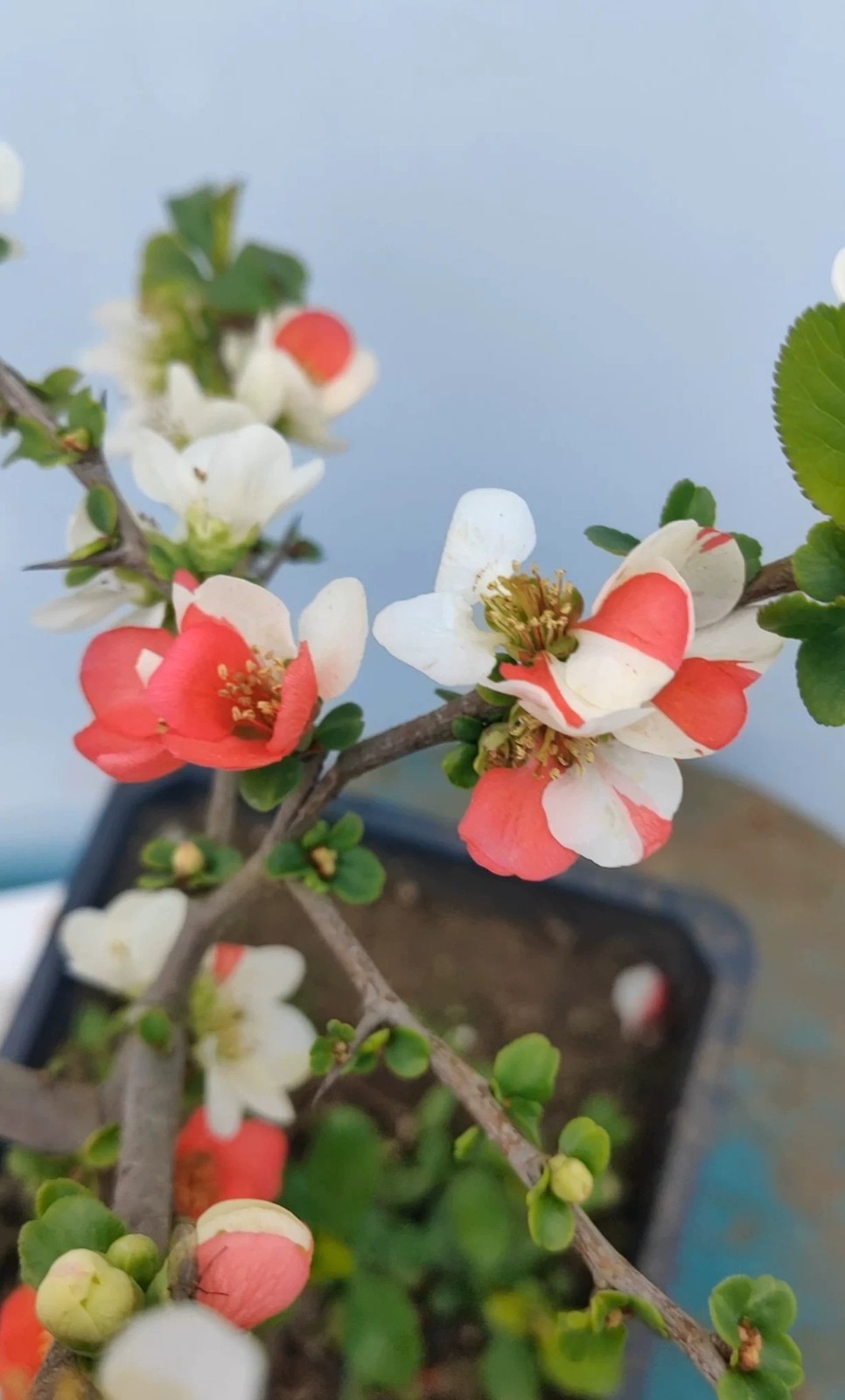 Japanese Flowering Quince ‘Changshoubao’ Live Plant 2-3 Gal Chaenomeles Bonsai