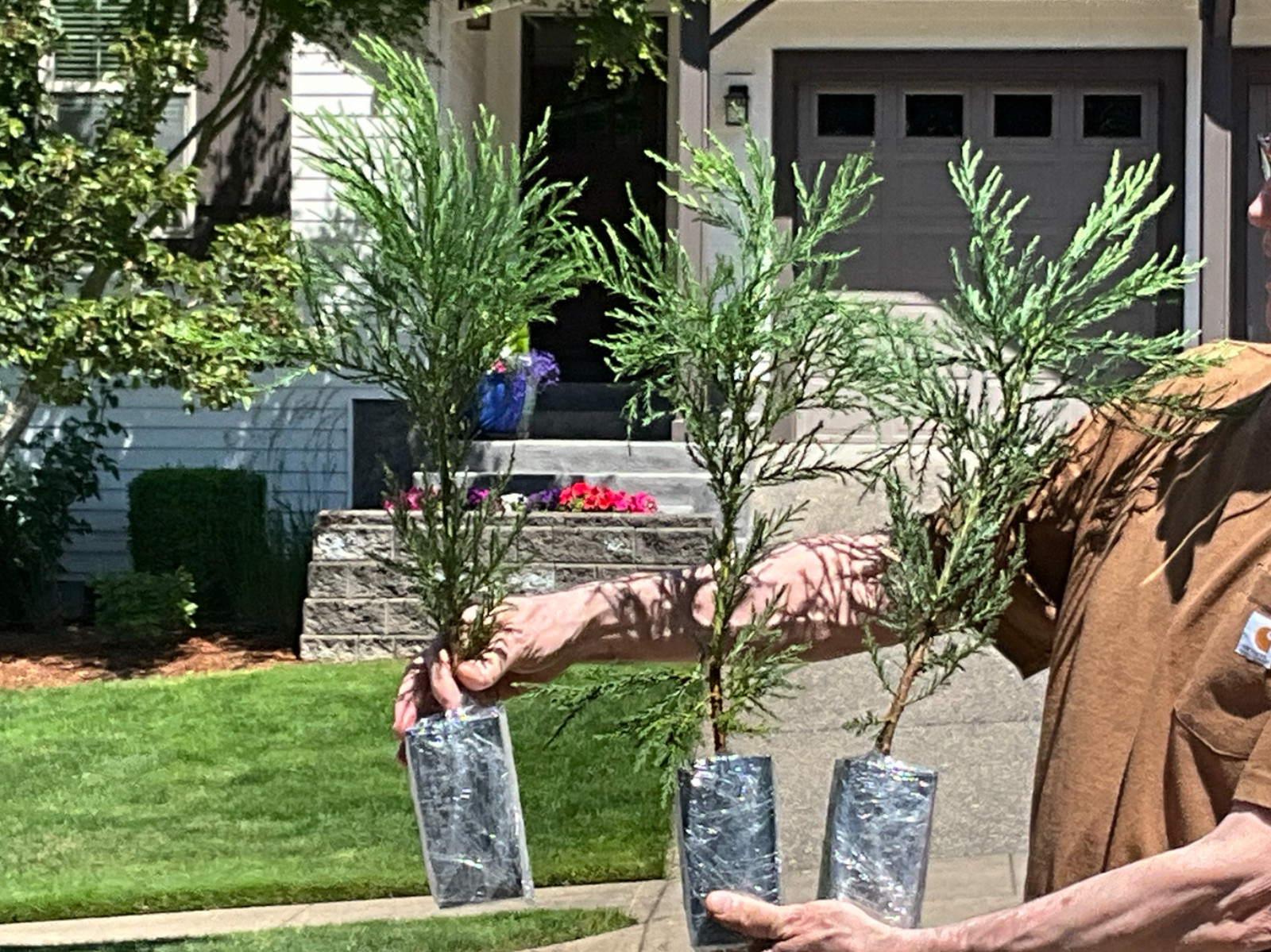 8 GIANT SEQUOIA Redwood Trees, you’re buying 8 trees