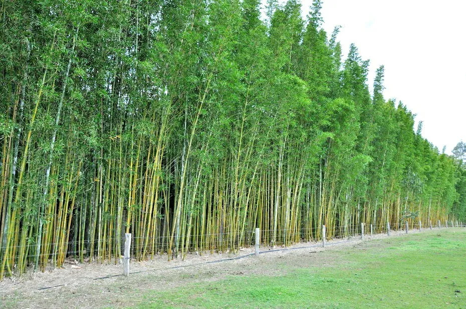 10 GIANT TIMBER BAMBOO SEEDS – Bambusa Oldamii