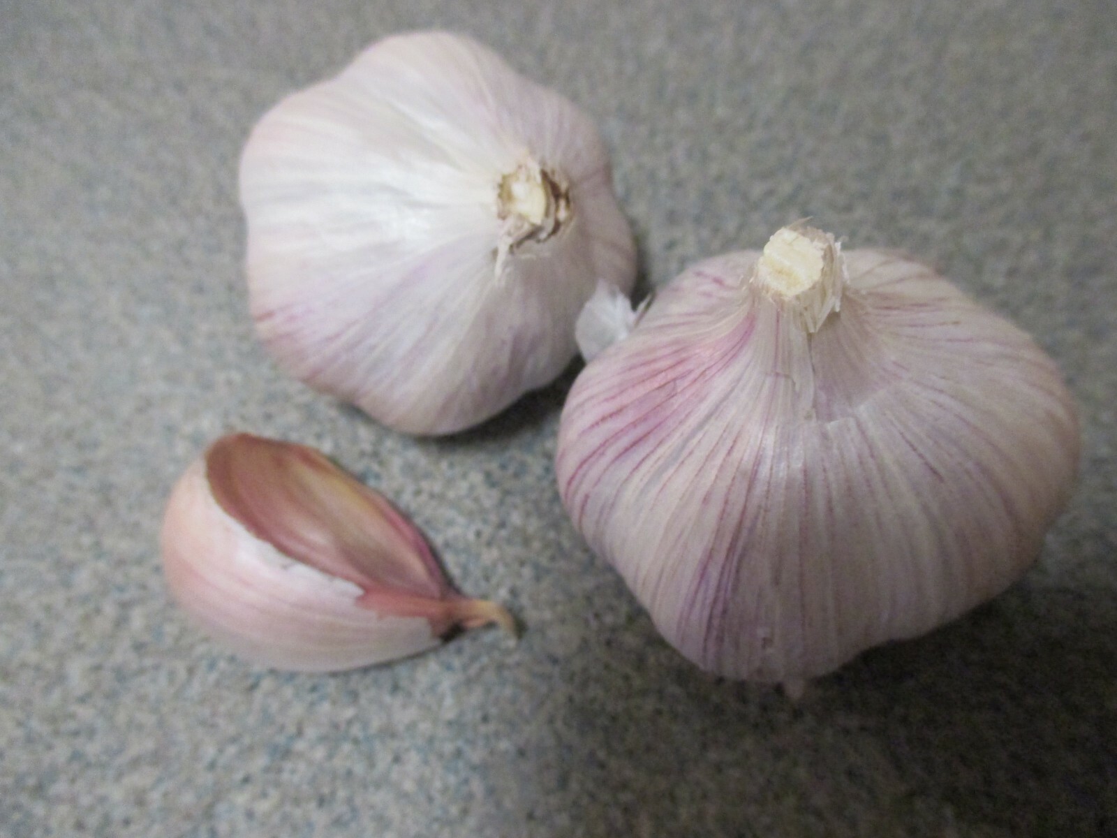 Gourmet Chesnok Red Garlic Bulbs for Spring Planting Growing