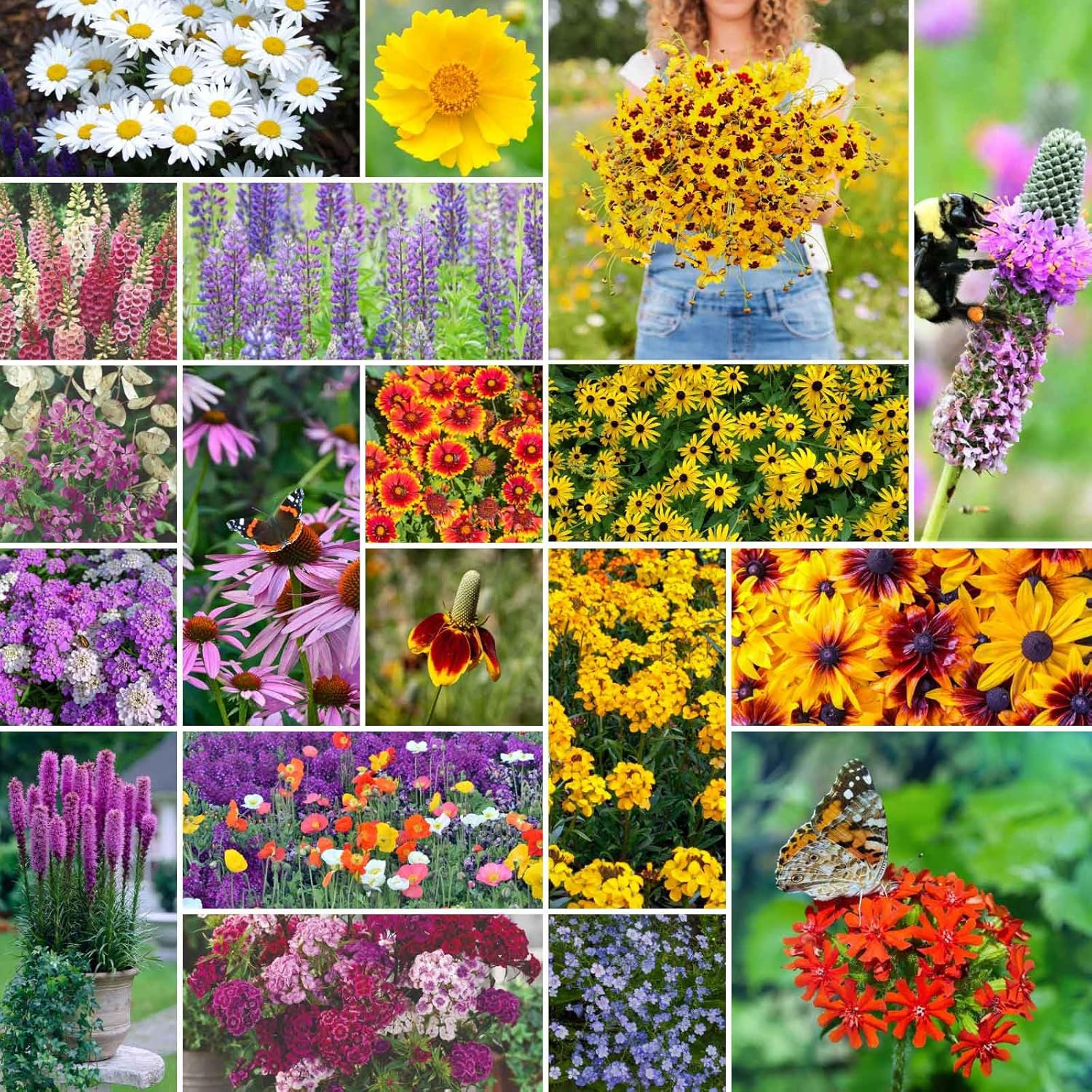 Perennial Wildflower Seed Mix, 5 Lb – 2.4M+ Seeds for Pollinator Gardens