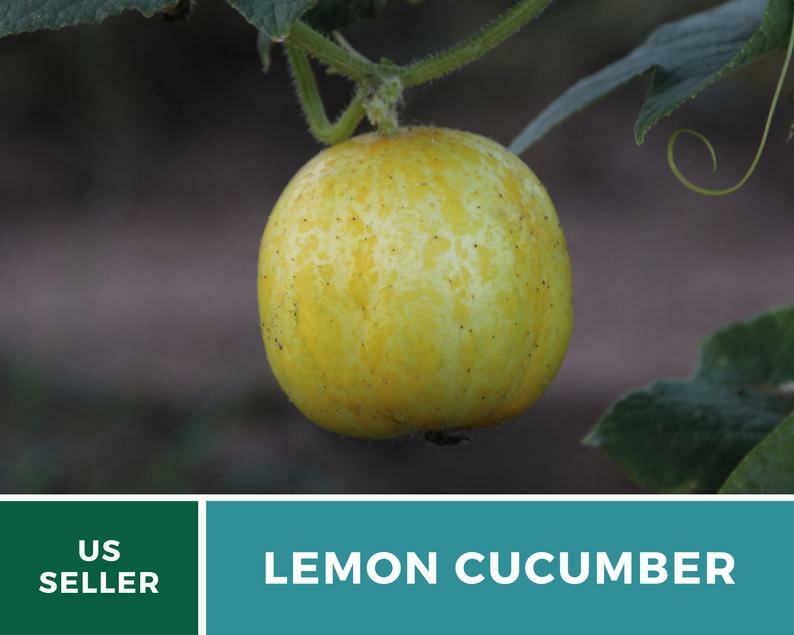 Cucumber, Lemon – 30 Seeds – Heirloom – GMO Free (Cucumis sativus)