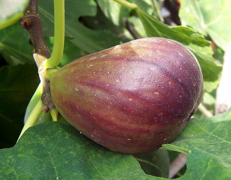 Fig Tree – ‘Brown Turkey’ – Fruiting Fig Tree – Ficus Carica