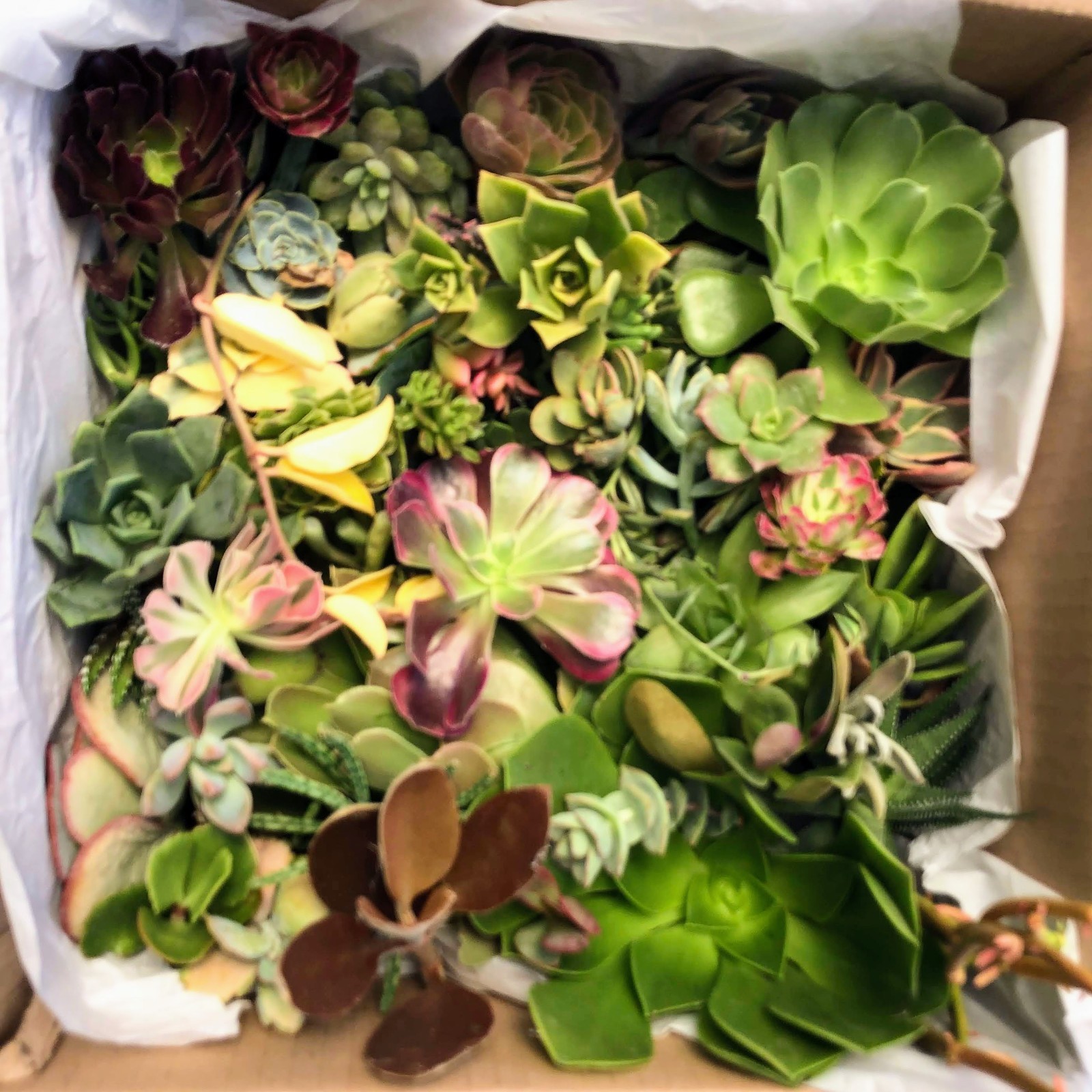 Assorted Succulent Cuttings, Wedding/Party Favors/Gifts. No Repeat, Unique& Rare