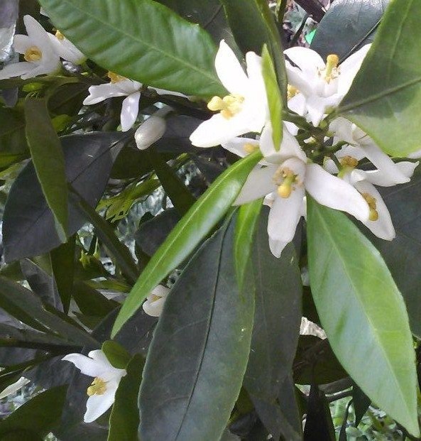 SATSUMA FRUIT TREE REAL LIVE PLANT CITRUS 3″6″SEEDLING MANDARIN TANGERINE ORANGE