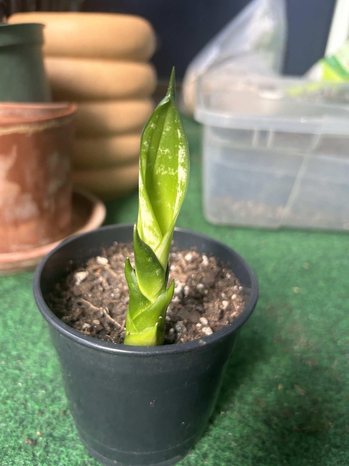 EXACT Sansevieria ‘Whitney’ Rhizome 6” healthy live snake plant