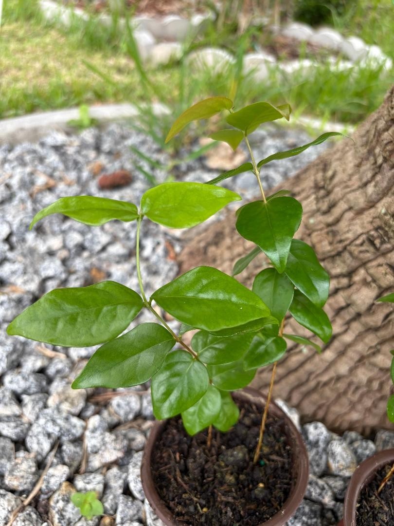 2 MO DOUBLE SURINAM CHERRY BLACK (EUGENIA UNIFLORA) LOLITA CULTIVAR (NOT GRAFT)