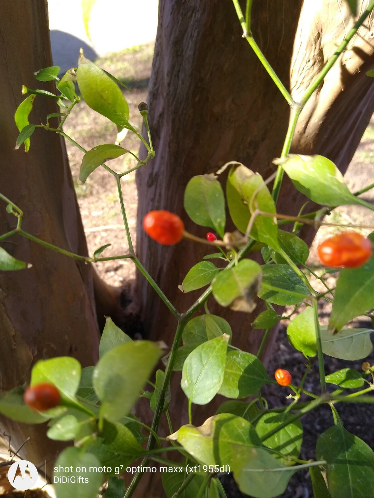 Chile Piquin Pepper Pequin Seeds Heirloom Chili Vegetable Seeds, Free Shipping.