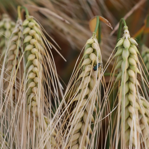 Organic Khoresan Wheat Seeds (300) / Ancient Grain / DELICIOUS/ Rare / Easy