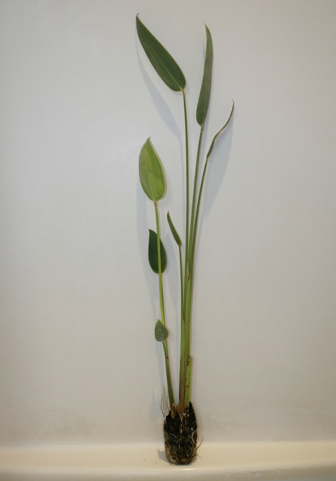 Live Thalia Dealbata Winter Hardy Aquatic Marginal Pond/Bog Plant