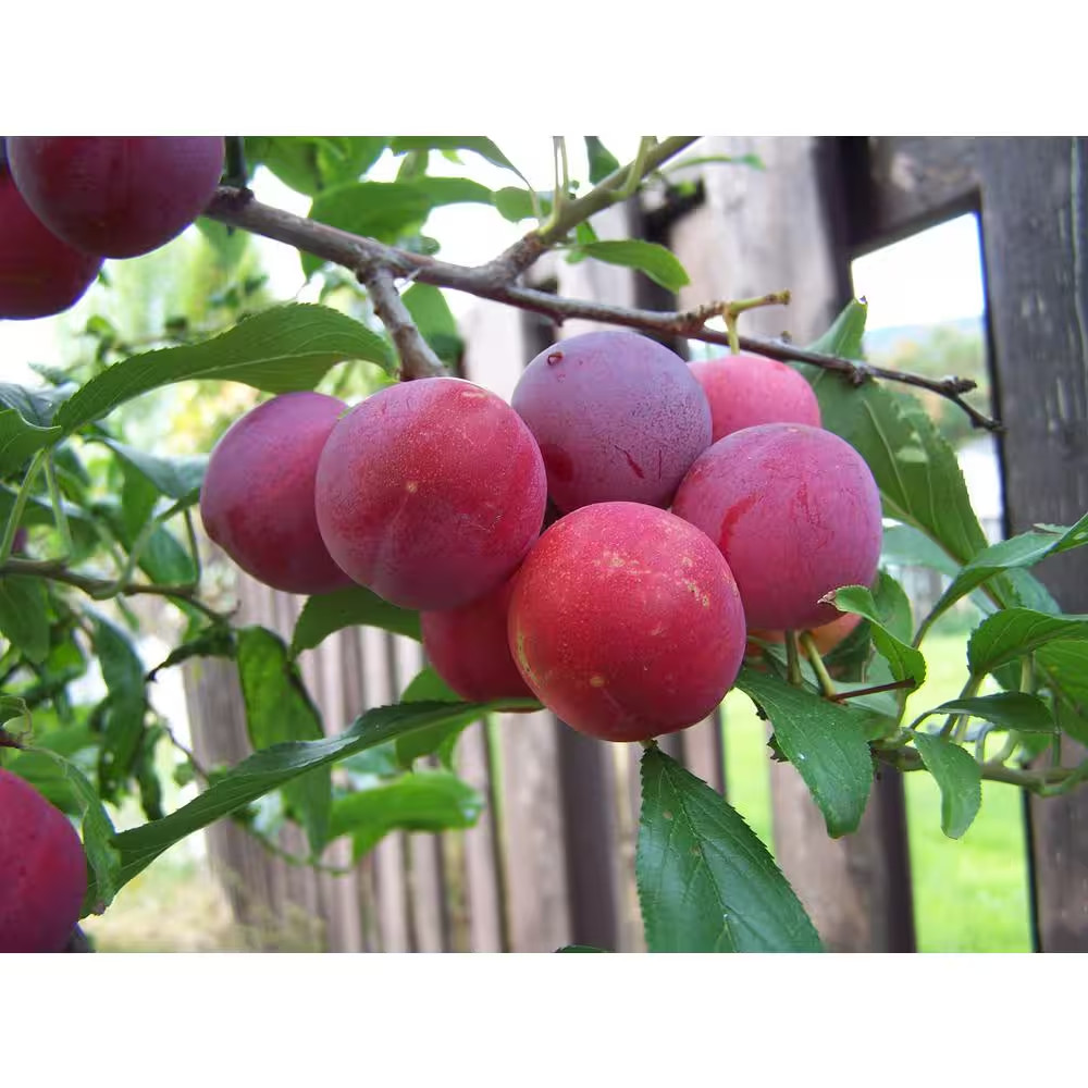 3 Ft. Bubblegum ‘Toka’ Plum Tree