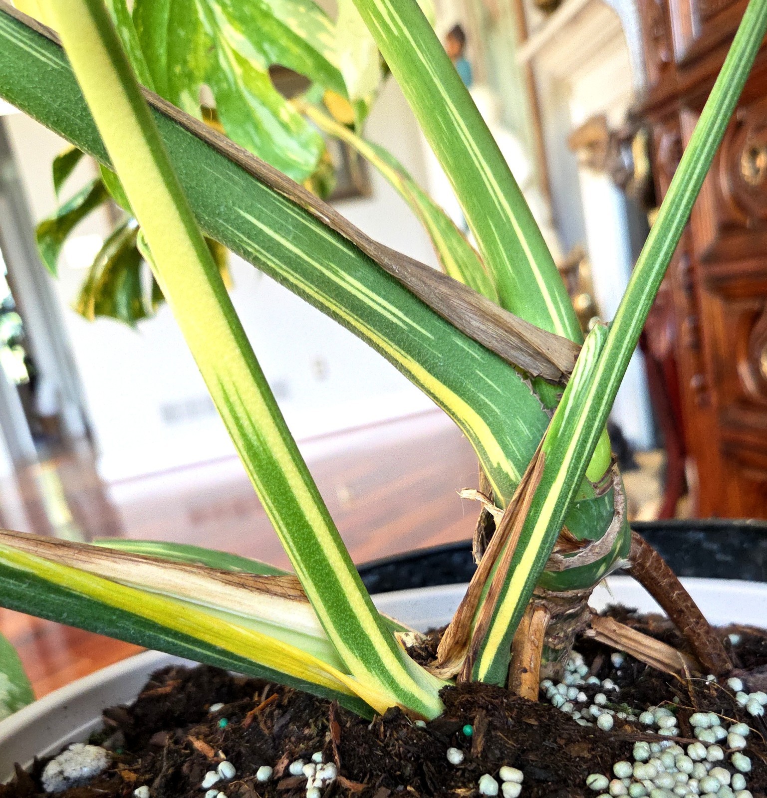 Rare XXL Monstera Thai Creme Brulee 30″ Tall Aroid Not Philodendron Anthurium
