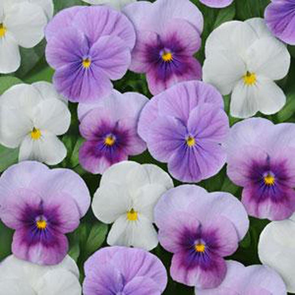 50 Viola Seeds Sorbet XP Mix Orchid Berry Frost