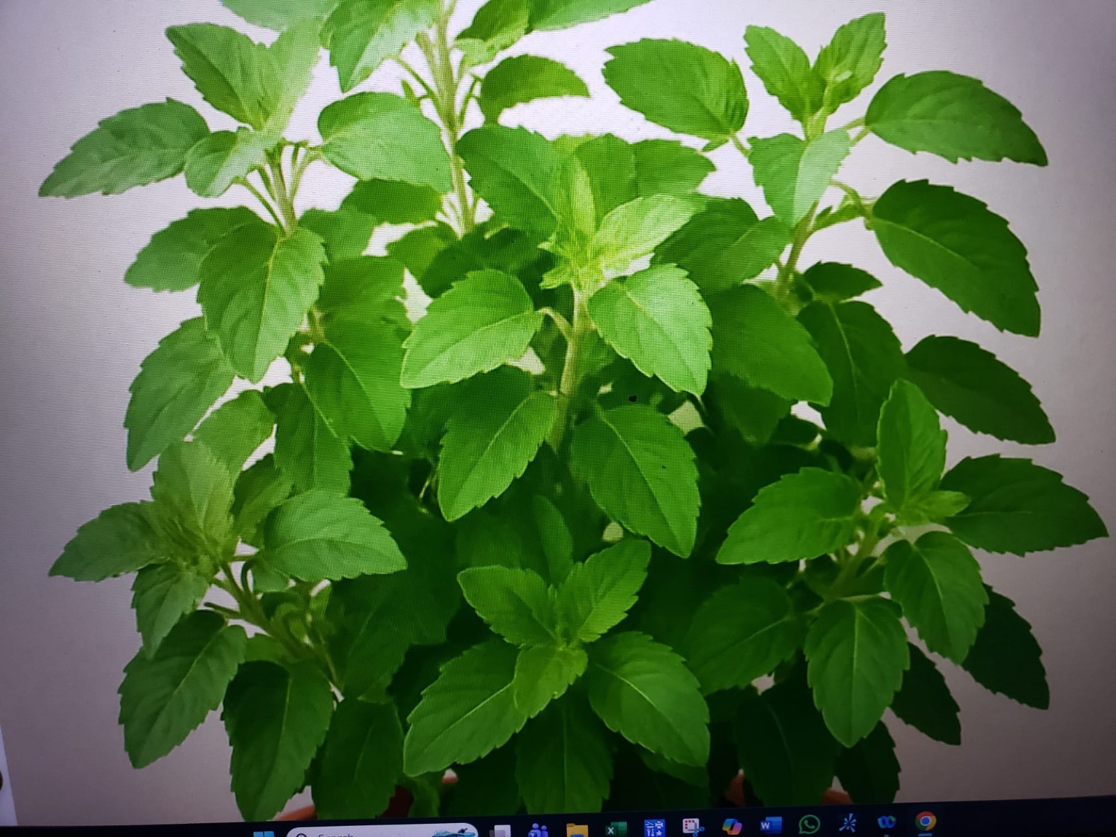Holy RAM TULSI BASIL SEEDS 250 GREEN LEAF HERB garden FREE SHIPPING USA seller
