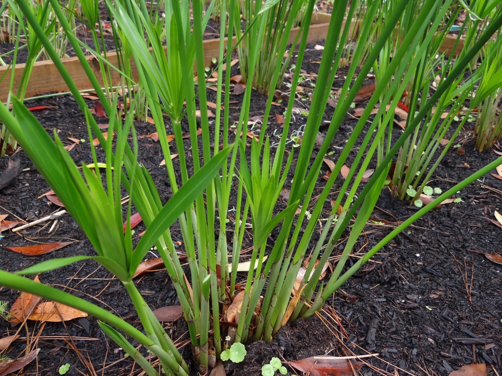 20 + baby plants Umbrella Palm. Healthy.