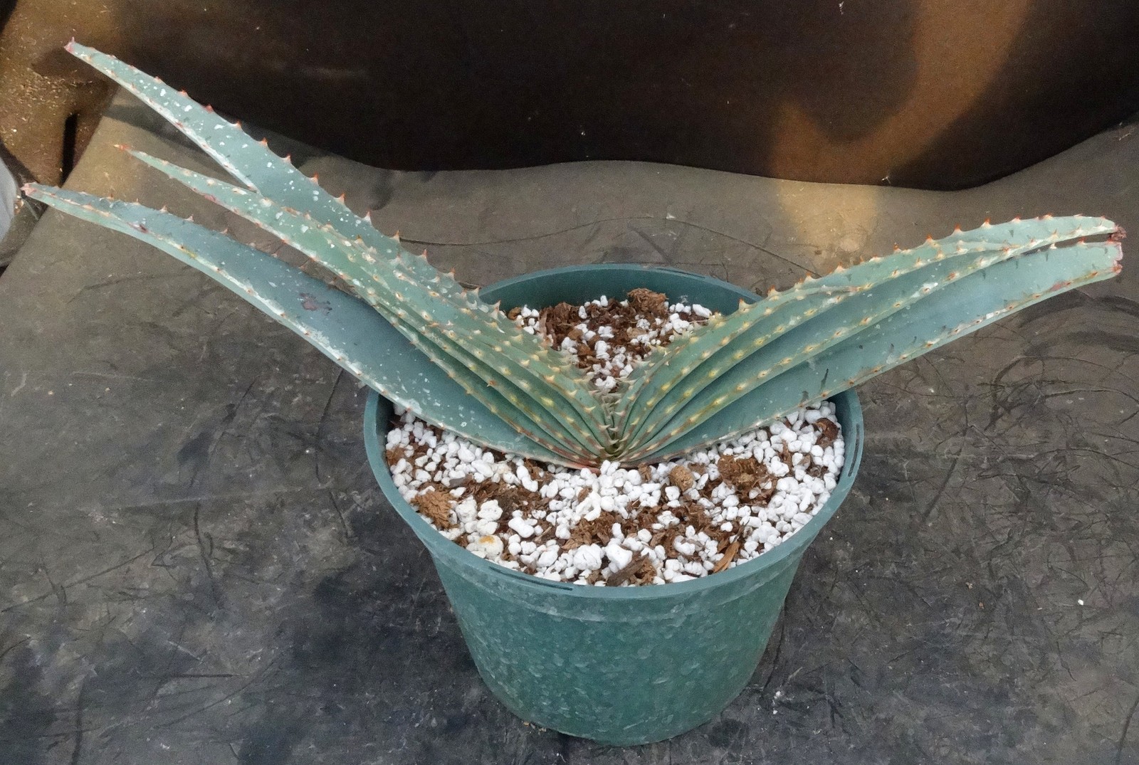 Aloe suprafoliata *Mustache Aloe*