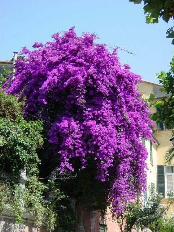Well Rooted **VIOLET** Live Bougainvillea starter/plug plant*