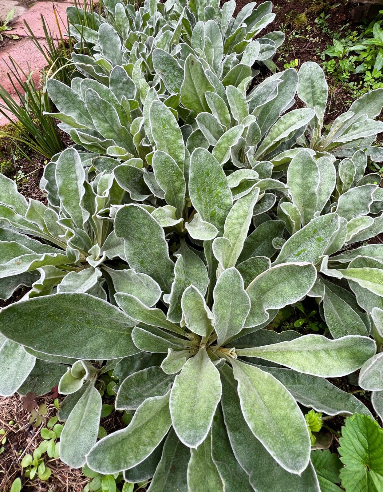 Rose Campion Heirloom Lychnis Coronaria Perennial Lot 5 Plants, Free Shipping