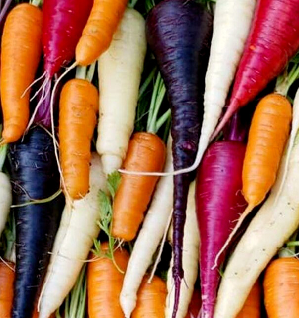 RAINBOW CARROT SEEDS MIX 1000+ purple ORANGE white YELLOW red VEGETABLE GARDEN