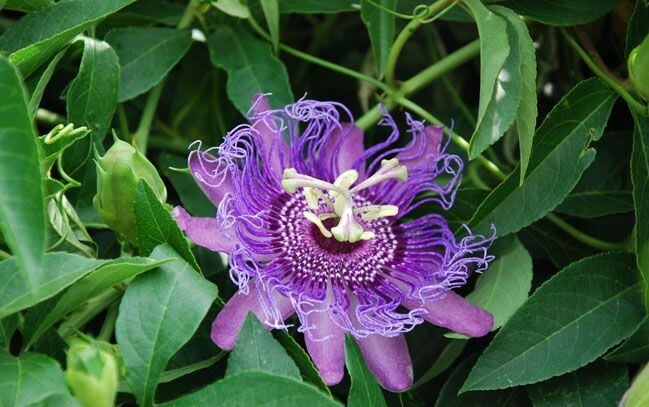 INCENSE~Passiflora Incarnata-Cincinnata~Starter Plant~Purple Flower Yellow Fruit
